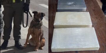 El can antinarcóticos "Tati" fue acto clave para desbaratar un nuevo intento de narcotráfico en Jujuy.