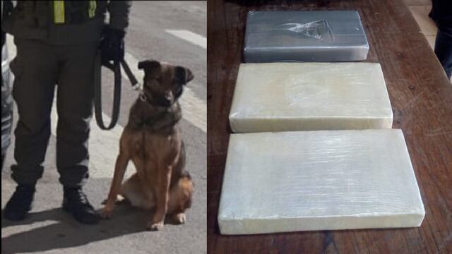 El can antinarcóticos "Tati" fue acto clave para desbaratar un nuevo intento de narcotráfico en Jujuy.