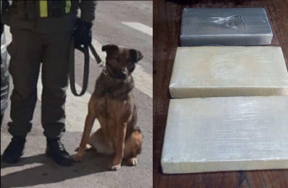 “Tati” lo hizo: olfateó 12 kilos de cocaína, en Jujuy