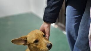 Castración de Animales en Arroyito Centro de Zoonosis