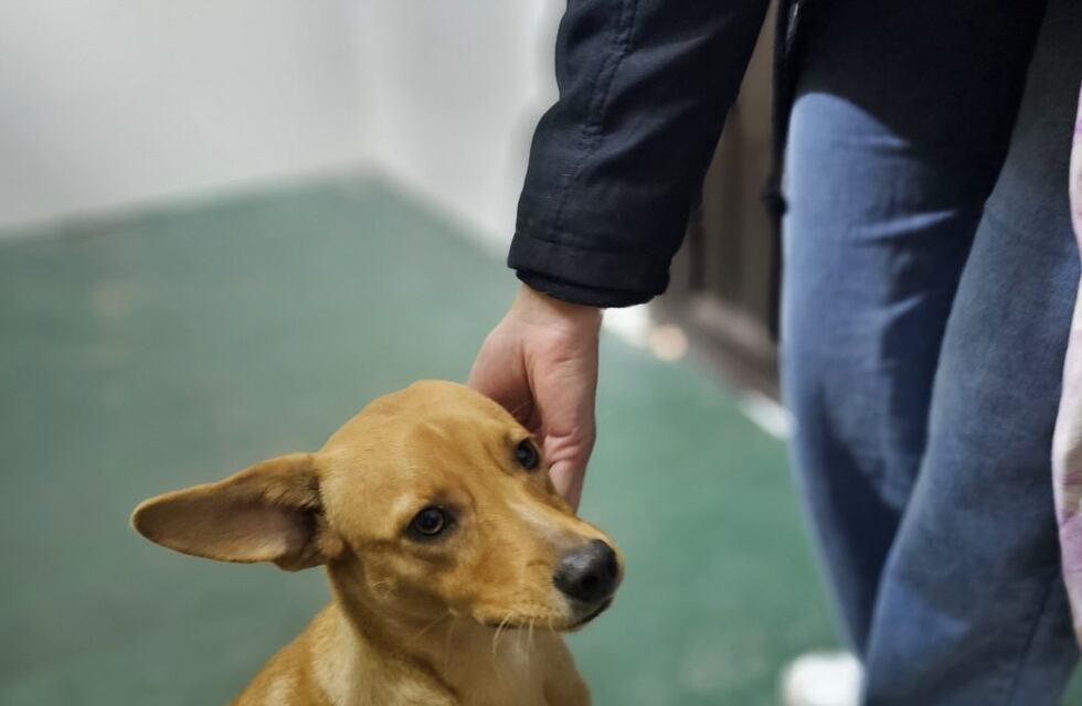 ¿Dónde estará “Castraciones en tu barrio” y el Quirófano Móvil?