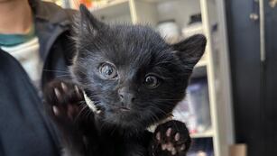 Dos gatos monteses fueron rescatados en una zona rural de Córdoba.