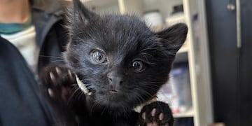 Dos gatos monteses fueron rescatados en una zona rural de Córdoba.