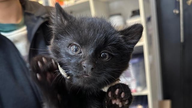 Dos gatos monteses fueron rescatados en una zona rural de Córdoba.