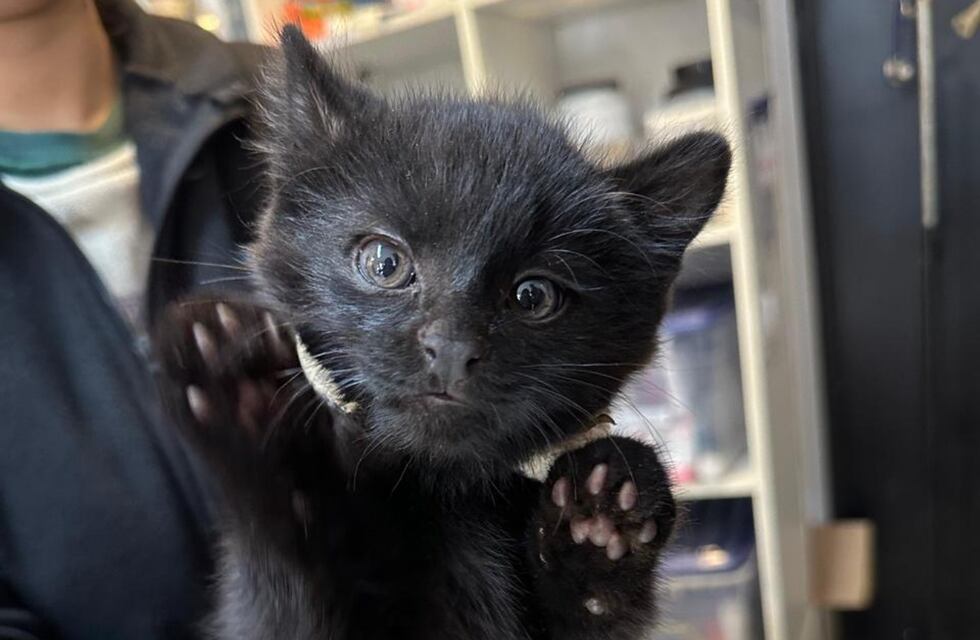 Rescataron dos cachorros de gatos monteses y un yaguarundí rojo en Córdoba