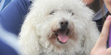 Rescataron más de 50 perros cruzas de caniche en Río Cuarto.