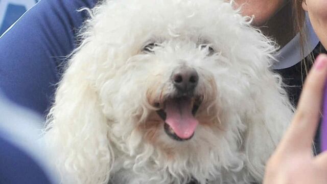 Rescataron más de 50 perros cruzas de caniche en Río Cuarto.