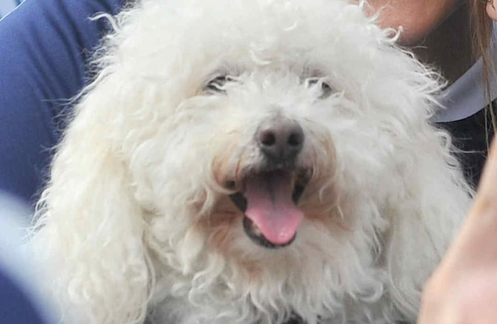 Rescataron más de 50 perros de un criadero de Río Cuarto y buscan personas para adoptarlos