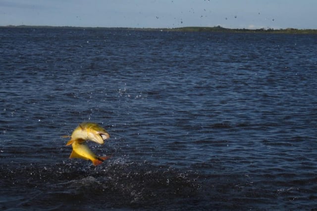 Pesca Deportiva