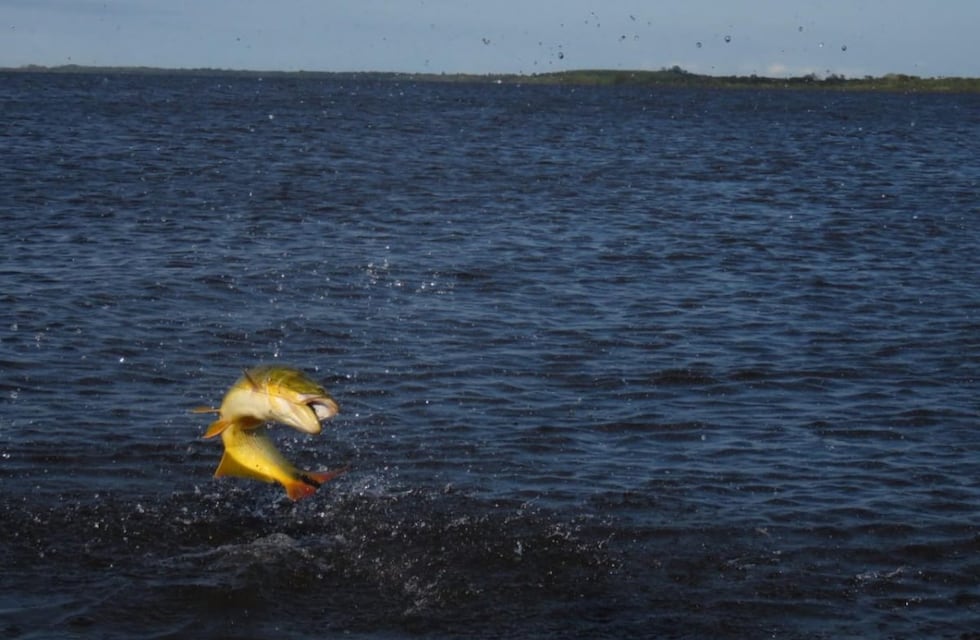 Recuerdan las Normas Vigentes para la Pesca Deportiva: un Compromiso con la Conservación