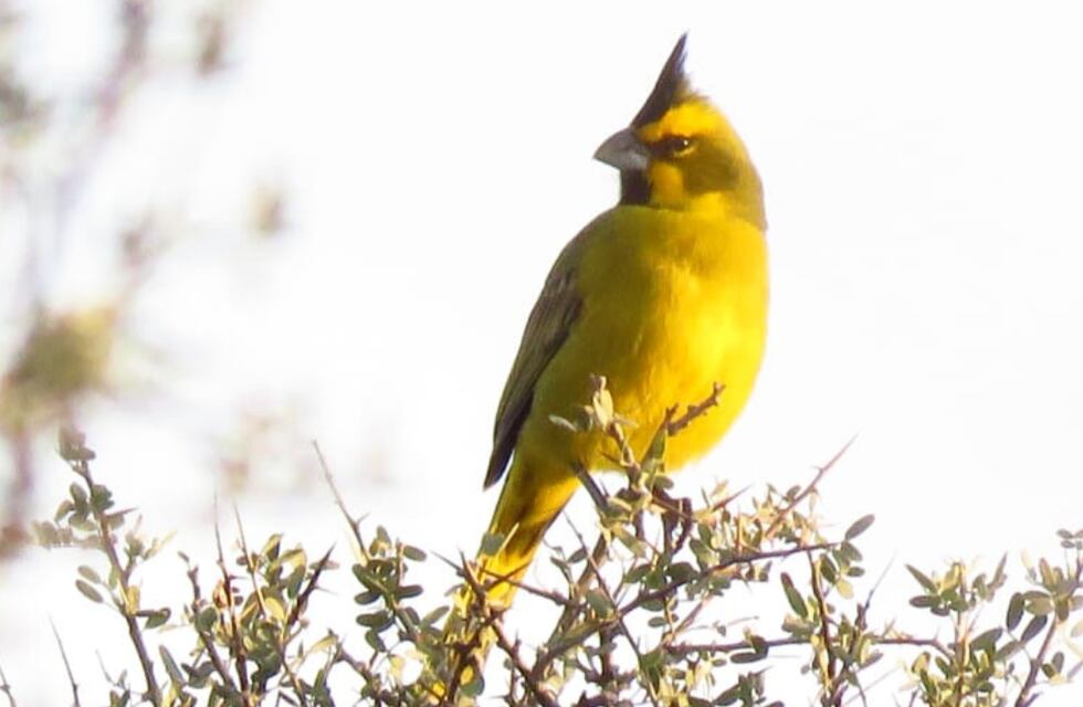Una de las aves más buscadas, y en peligro de extinción, apareció en Corrientes