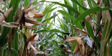 El maíz dejó números récord en la última campaña. (Bolsa de Cereales de Córdoba)