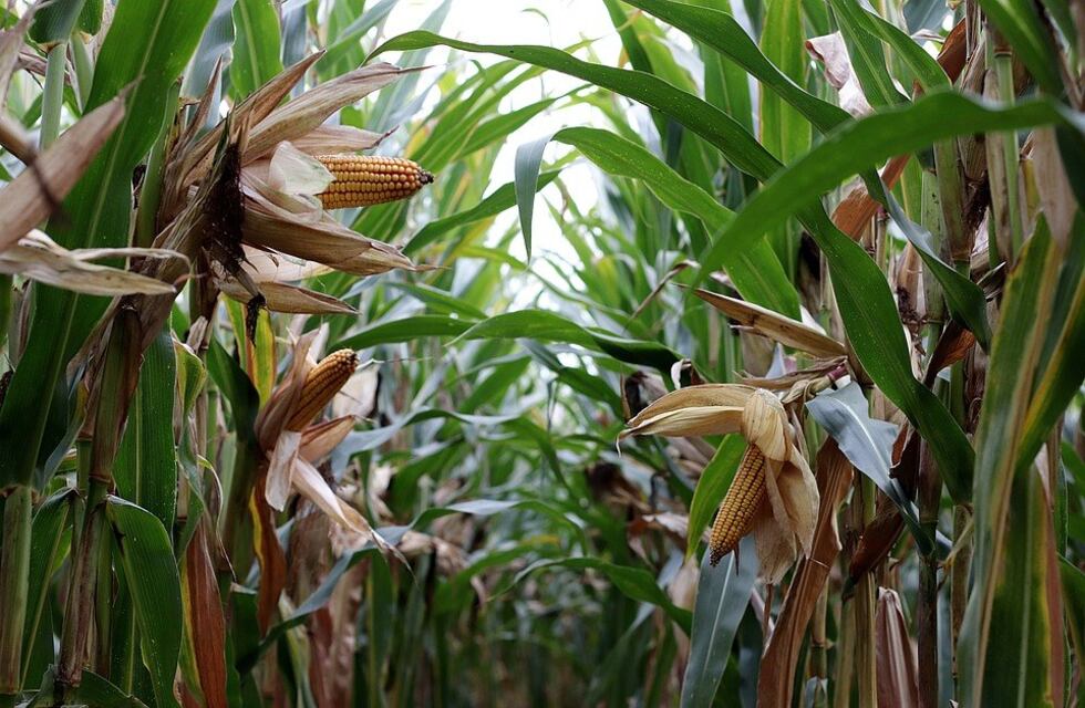 CARBAP, crítico con la situación del mercado granario