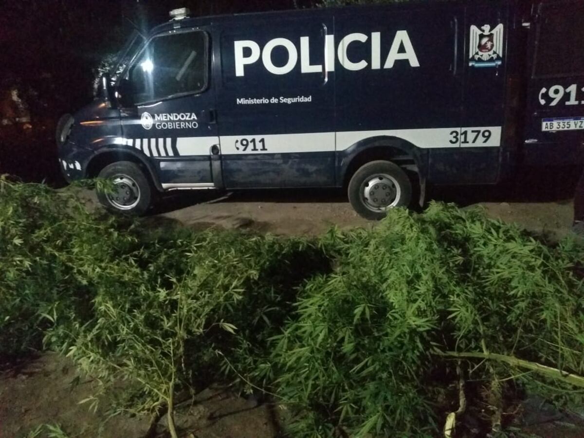 Los uniformados secuestraron plantas de marihuana. Imagen ilustrativa