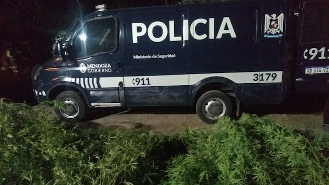 Los uniformados secuestraron plantas de marihuana. Imagen ilustrativa