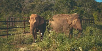 Tras los resultados de la autopsia de la elefanta Pocha en Brasil, que determinaron que el animal padecía tuberculosis microbacteriana, el Ecoparque de Mendoza tomará medidas con el personal y los animales.