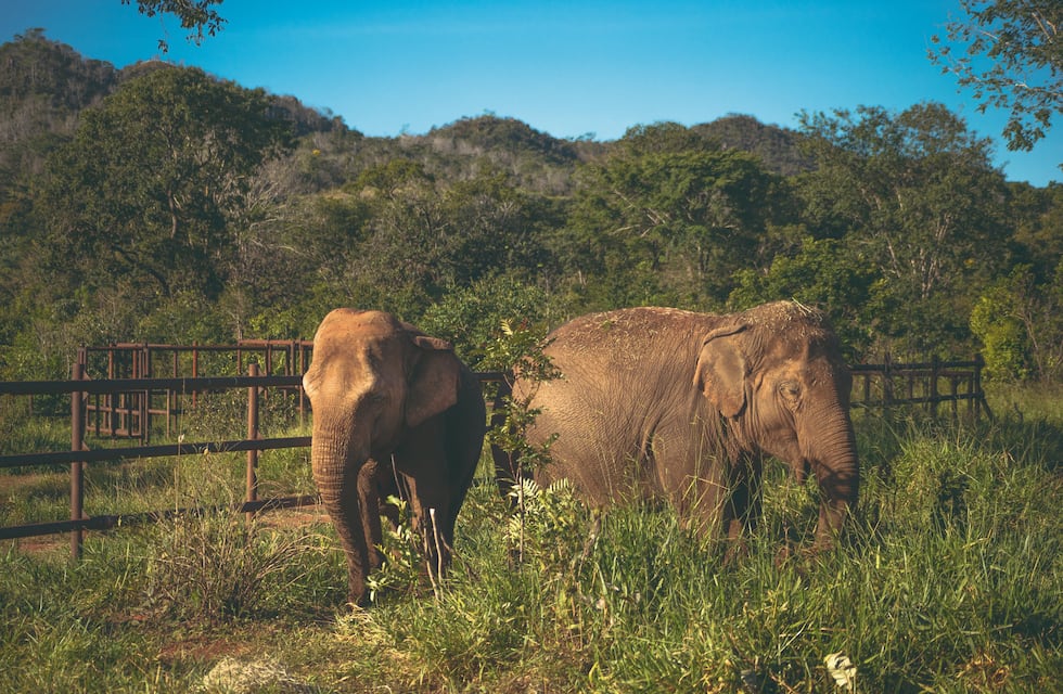 Tras la muerte de Pocha por tuberculosis, qué se hará con el personal y los animales de Ecoparque de Mendoza