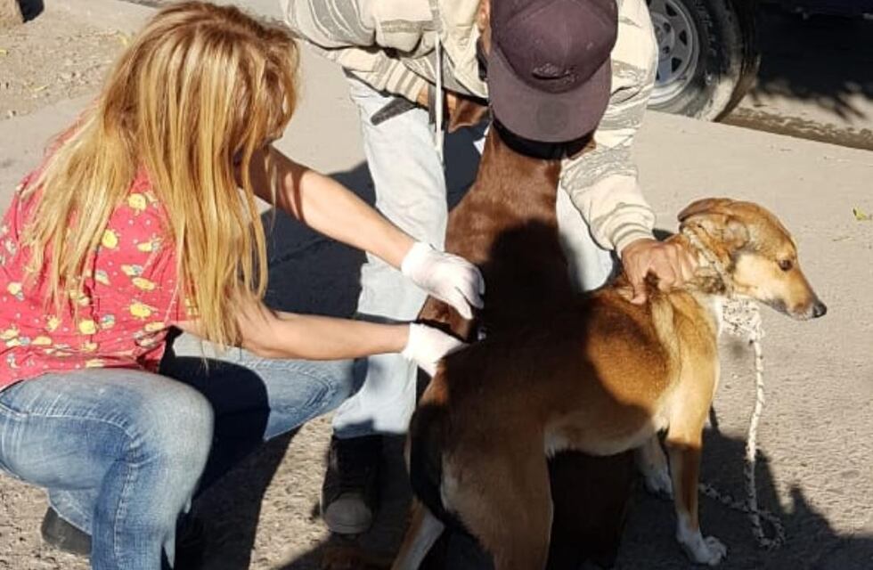 Inicia en Salta la Campaña de Vacunación Antirrábica