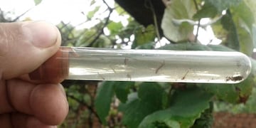 Larvas del mosquito aedes aegypti, que propaga el dengue, entre otras enfermedades. (Conicet)