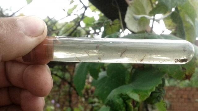 Larvas del mosquito aedes aegypti, que propaga el dengue, entre otras enfermedades. (Conicet)