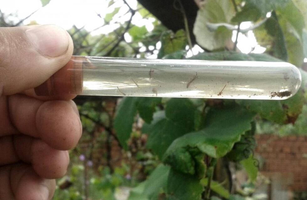 Dengue en Jujuy: Salud reportó once nuevos casos, ocho son importados