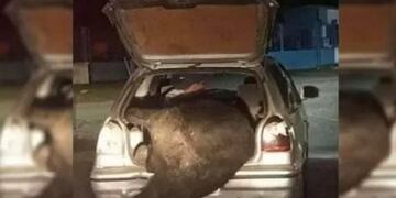 Robo. Un vecino se llevó una de las vacas en el baúl de su auto.