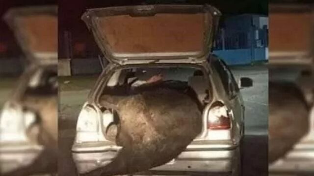 Robo. Un vecino se llevó una de las vacas en el baúl de su auto.