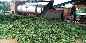 Fracrán: comenzó a funcionar en la Cooperativa Agropecuaria un nuevo secadero de yerba mate