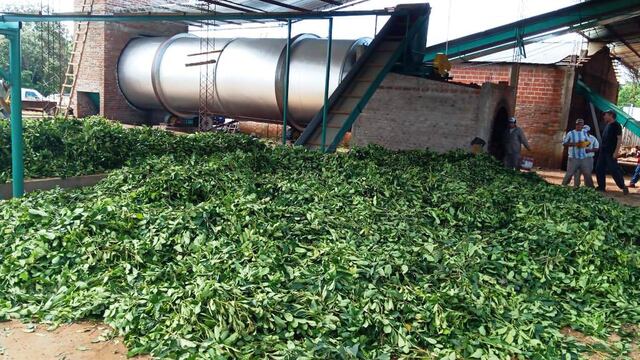Fracrán: comenzó a funcionar en la Cooperativa Agropecuaria un nuevo secadero de yerba mate