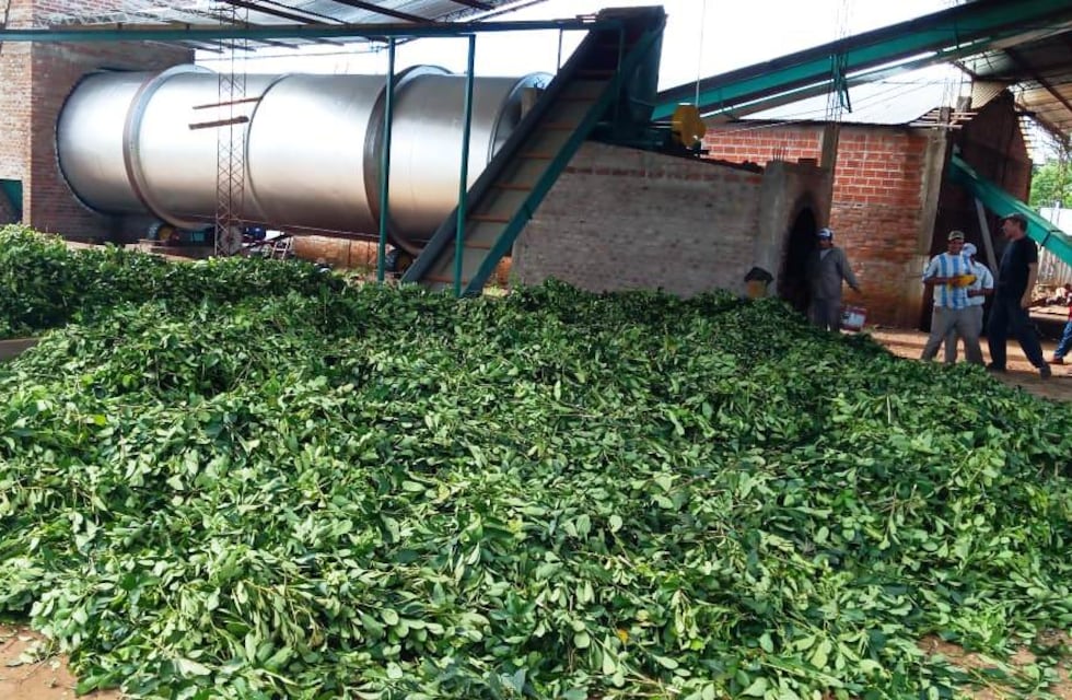 Fracrán: comenzó a funcionar en la Cooperativa Agropecuaria un nuevo secadero de yerba mate