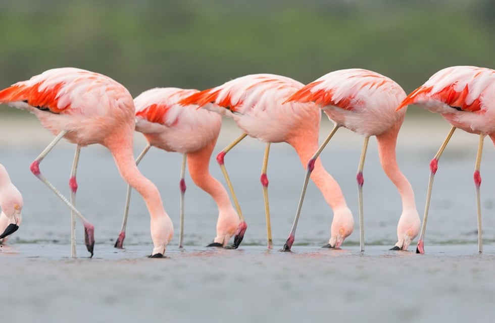 Parques Nacionales acciona en Ansenuza con una exposición
