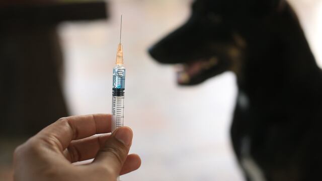 Vacuna contra la rabia ¡