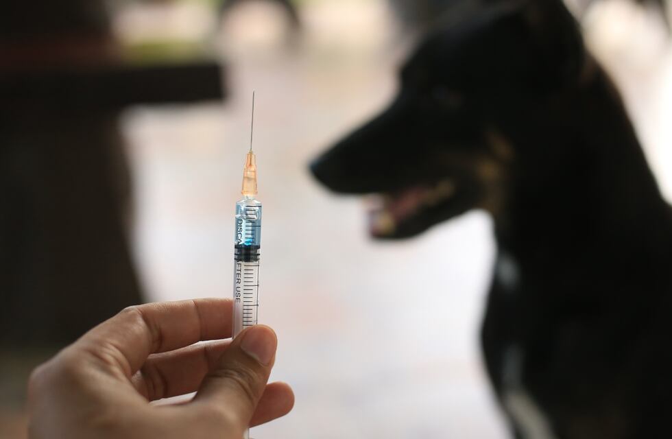 Punta Alta: la campaña de vacunación antirrábica gratuita será en la Estación Solier