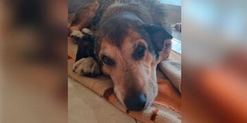 Cuati, ya feliz en su casa.