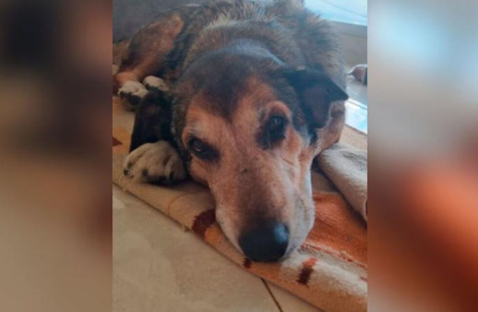 Cuati, el perro que pudo reencontrarse con su familia después de 3 años