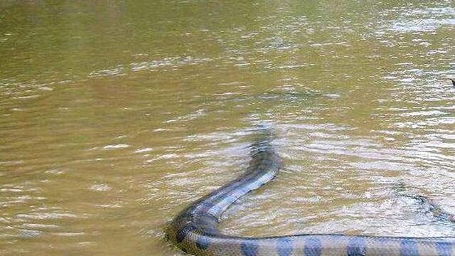 La anaconda también es conocida en la zona con el nombre de Curiyu.