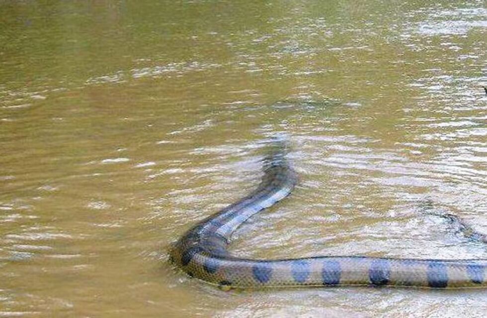 Una anaconda sorprendió a turistas en el Río Uruguay