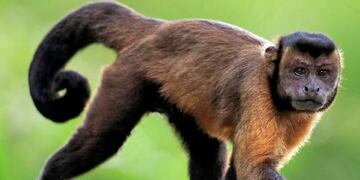Aceptaron el amparo de la familia de Simón y ordenaron que el monito no salga de La Pampa.