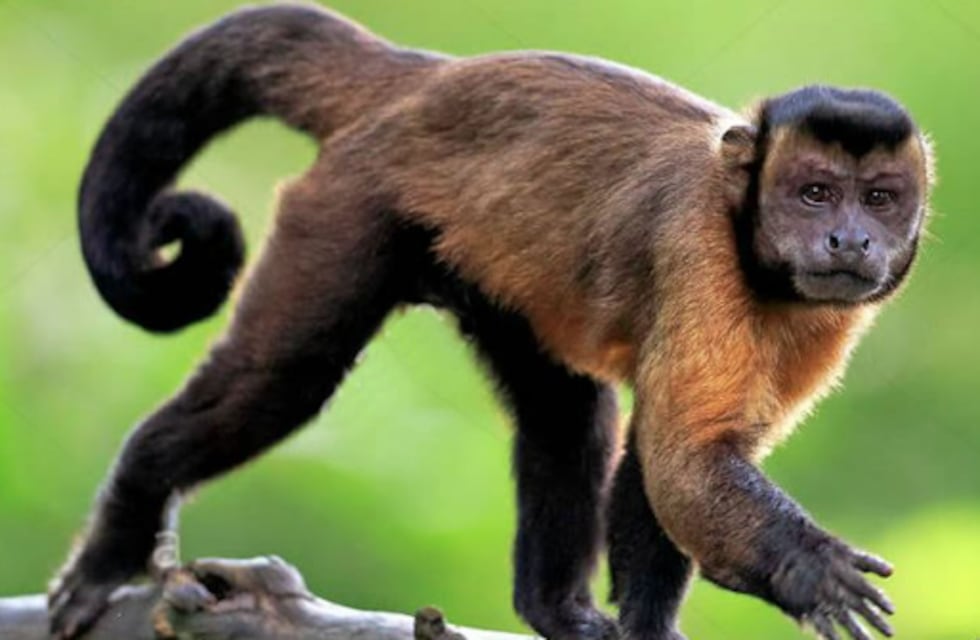 La familia pampeana que crió al mono “Simón” presentó un amparo para que no se lo lleven a Entre Ríos