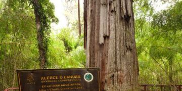 Alerzal Milenario, el árbol más grande del mundo ubicado en Chubut.