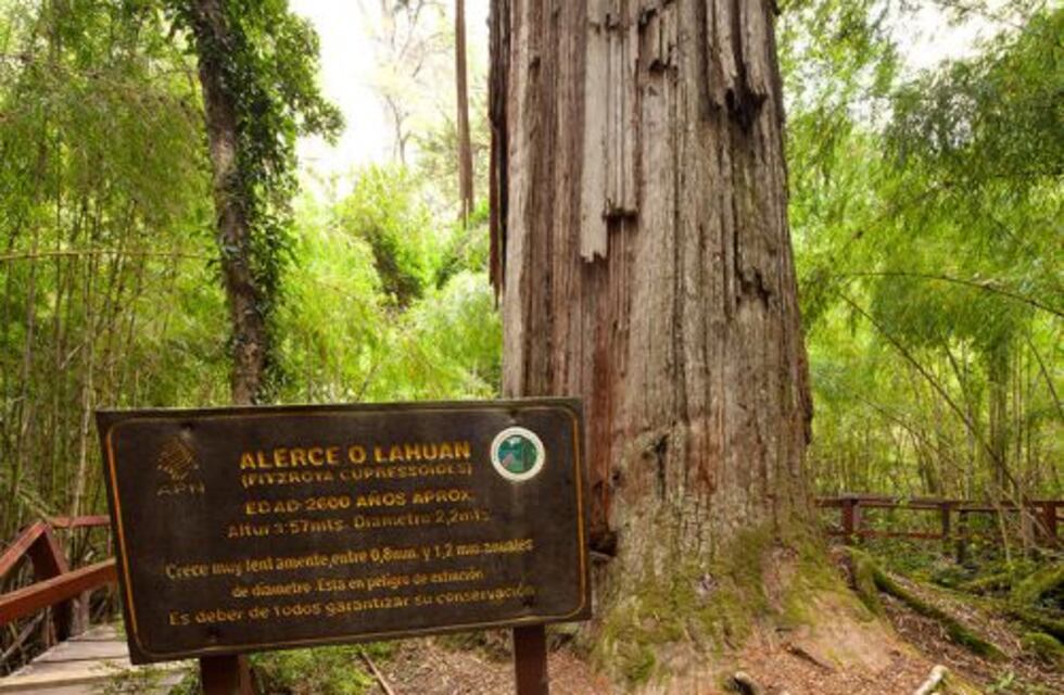 El árbol más antiguo del mundo se encuentra en el Parque Los Alerces