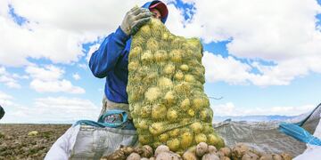 Producción de papas