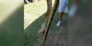 Apareció una boa de dos metros en una encomienda.