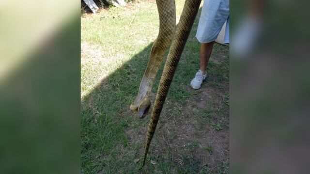 Apareció una boa de dos metros en una encomienda.