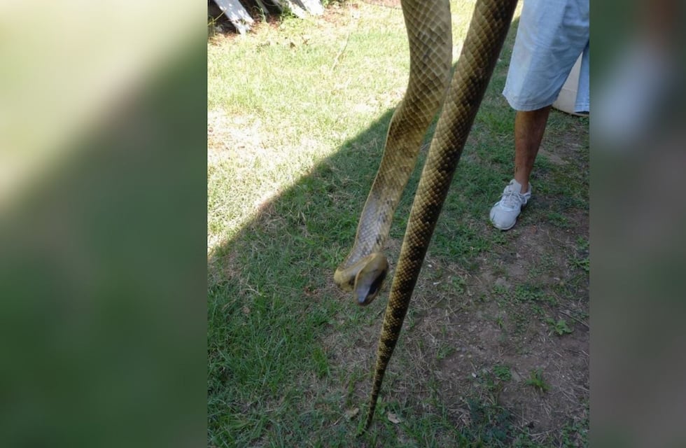 Córdoba: encontraron una boa dentro de una encomienda