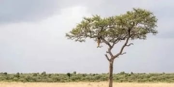 Solo para MENTES BRILLANTES: el acertijo visual del leopardo que muy pocos logran encontrar en la imagen.