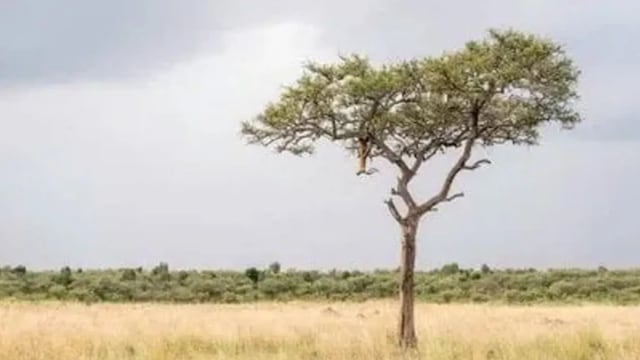 Solo para MENTES BRILLANTES: el acertijo visual del leopardo que muy pocos logran encontrar en la imagen.