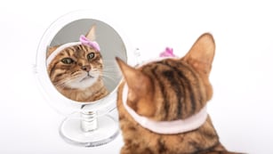 La nueva moda "coquette" llegó a las redes con divertidos memes para todos los usuarios.