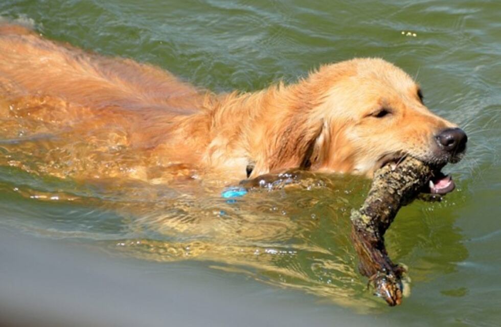 El blooper de un perro en silla de ruedas que despertó emociones en las redes