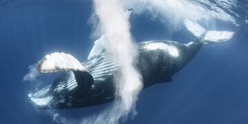 fea34e9b-a699-427b-8a12-1bb653eea10b|Male humpback whales within a population sing the same song, which is constantly evolving\u002E Feeding near Alaska\u002E (Kevin Schafer/Minden Pictures)